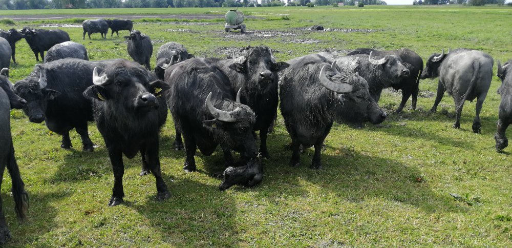 Büffel am Heldernhof
